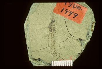 Media type: image;   Entomology PALE-1449 Aspect: full